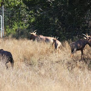 2010: Larry Johnson's Place