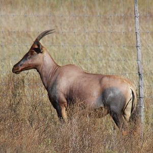 2010: Larry Johnson's Place