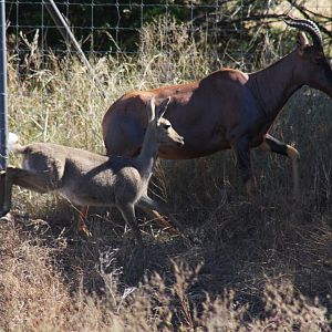 2010: Larry Johnson's Place