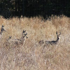 2010: Larry Johnson's Place