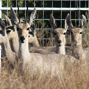 2010: Larry Johnson's Place