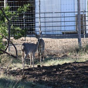 2010: Larry Johnson's Place