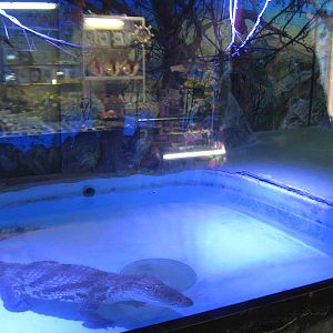 Nile crocodile (Crocodylus niloticus)