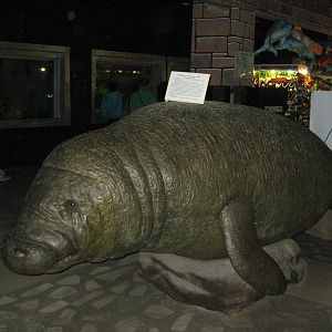 Stellers sea cow (Hydrodamalis gigas)