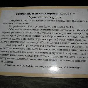 signage for the Stellers sea cow (Hydrodamalis gigas) model