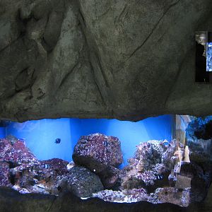 tropical marine tanks