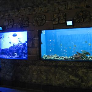 tropical marine tanks