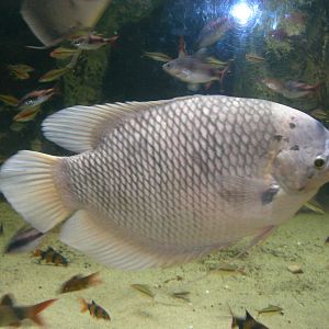 Gourami