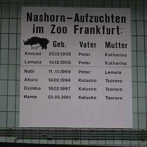 Board of the birth - Diceros bicornis