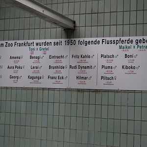 Board of the birth - Hippopotamus amphibius