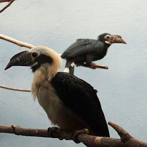 Penelopides panini panini