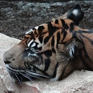 Panthera tigris sumatrae