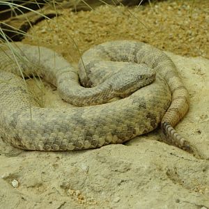 Crotalus l.lepido