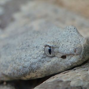 Crotalus enyo