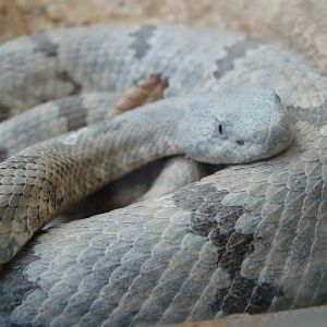 Crotalus enyo