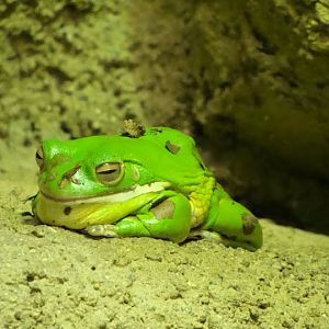 Litoria infrafrenata