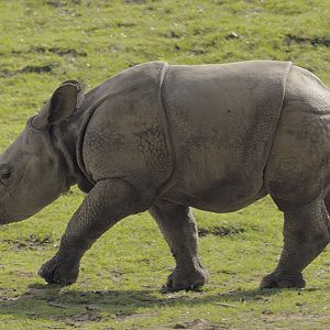 Indian rhino 'Komala'