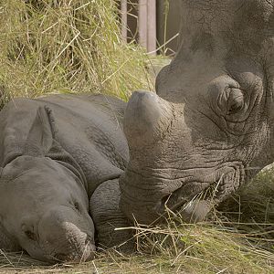 Indian rhinos 'Komala' and 'Asha'