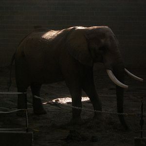 Jackson Male Bull Elephant at ICC