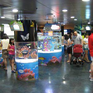 tropical marine tanks