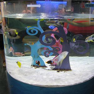 tropical marine tank