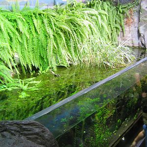 tank for local marshland fish