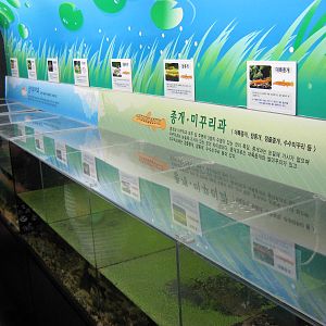 tanks for local loach species