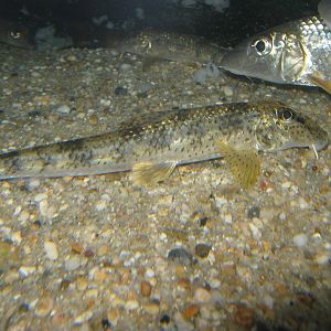 Pseudogobio esocinus