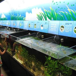 tanks for local cyprinids