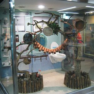 enclosure for Prevosts squirrels (Callosciurus prevostii)