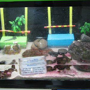 mudskipper tank
