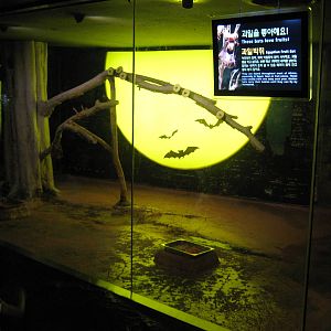 Egyptian fruit bats (Rousettus aegyptiacus)