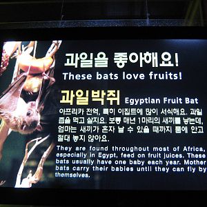 sign for Egyptian fruit bat (Rousettus aegyptiacus)