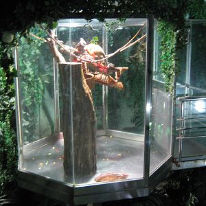 squirrel monkey tank