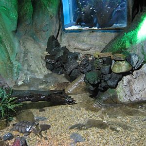 snapping turtle exhibit