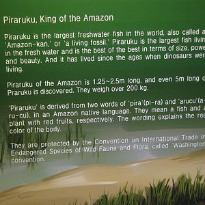 arapaima signage (in English!!)