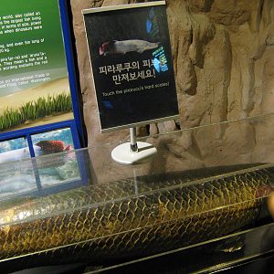touch the arapaima