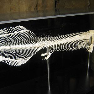 arapaima skeleton