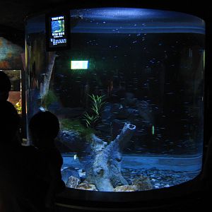 big tank for cardinal tetras (Paracheirodon axelrodi)