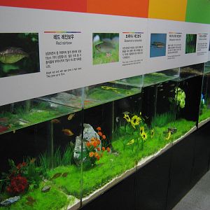 tanks for rainbowfish (Melanotaeniidae)