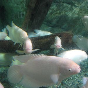 giant gouramis (Osphronemus goramy)