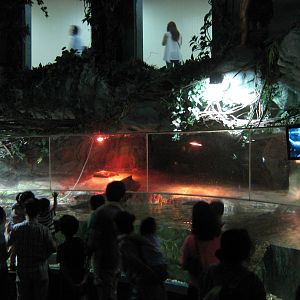 tank for small-clawed otters (Aonyx cinerea)