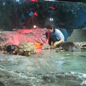Eurasian beaver enclosure