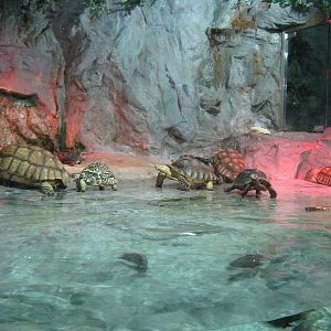 tortoises in the beaver enclosure