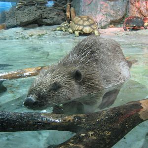 Eurasian beaver (Castor fiber)