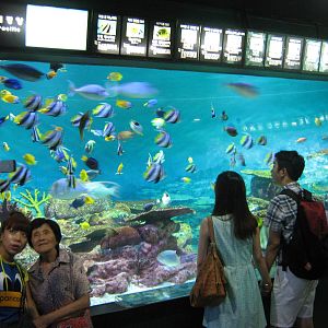 tropical marine tank