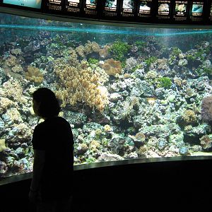 tropical reef tank