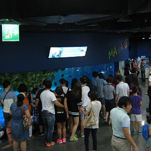 tank for African manatees (Trichechus senegalensis)