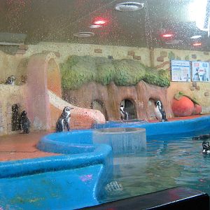 Humboldts penguin (Spheniscus humboldti) enclosure