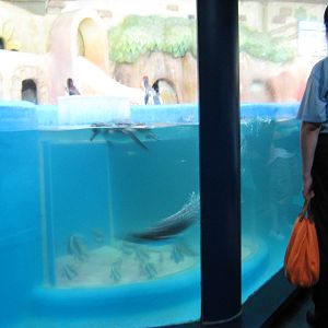 Humboldts penguins and bannerfish